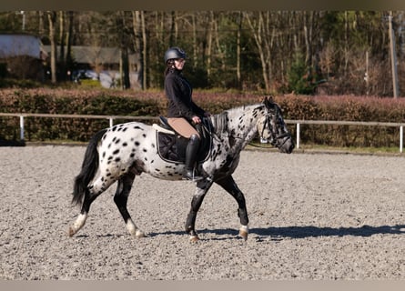 Andalusiër, Ruin, 3 Jaar, 144 cm, Appaloosa