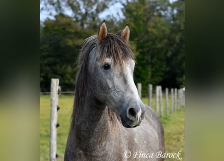 Andalusier, Wallach, 3 Jahre, 150 cm, Schimmel