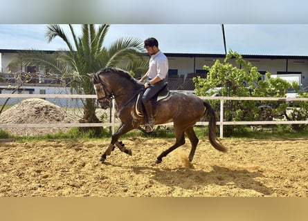 Andalusiër Mix, Ruin, 3 Jaar, 156 cm, Schimmel