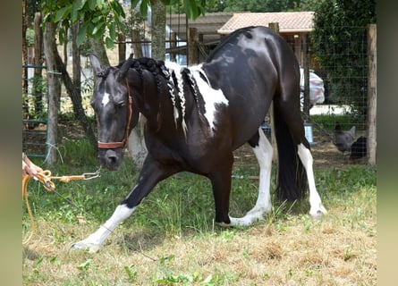 Andalusiër, Ruin, 3 Jaar, 158 cm, Tobiano-alle-kleuren