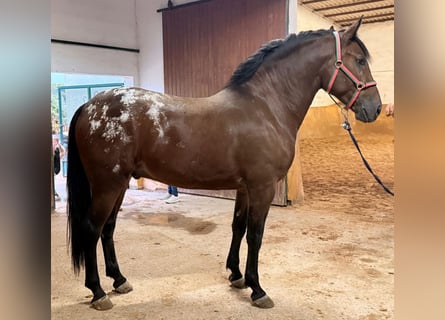 Andalusiër, Ruin, 3 Jaar, 164 cm, Bruin