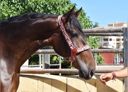 Andalusiër, Ruin, 3 Jaar, 164 cm, Bruin