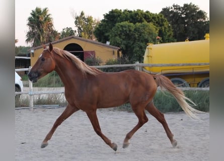 Andalusier, Wallach, 4 Jahre, 150 cm, Dunkelfuchs