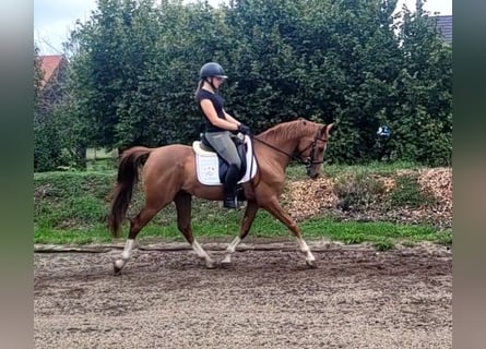 Andalusiër Mix, Ruin, 4 Jaar, 151 cm, Vos
