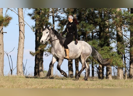 Andalusiër Mix, Ruin, 4 Jaar, 160 cm, Schimmel