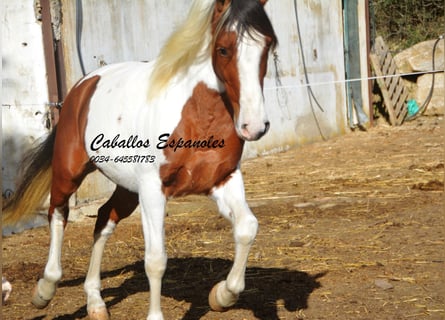 Andalusiër, Ruin, 5 Jaar, 150 cm, Gevlekt-paard