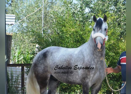 Andalusier, Wallach, 5 Jahre, 158 cm, Schimmel