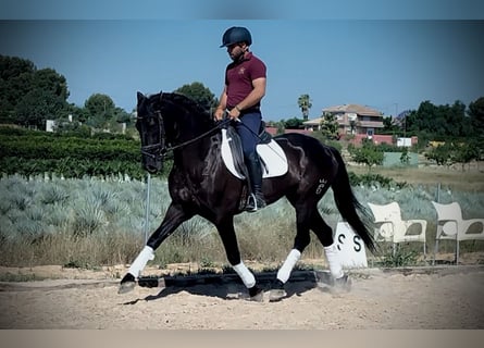 Andalusiër, Ruin, 5 Jaar, 165 cm, Zwart