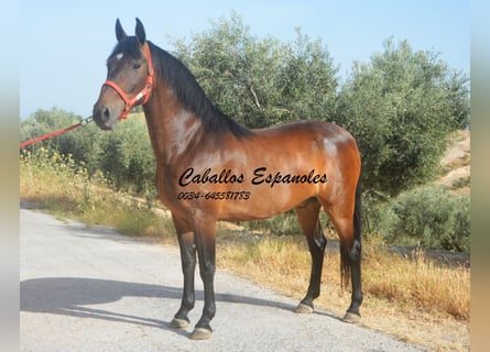 Andalusiër, Ruin, 6 Jaar, 152 cm, Bruin