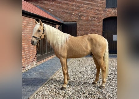 Andalusiër, Ruin, 7 Jaar, 163 cm, Palomino