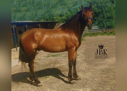 Andalusiër, Ruin, 7 Jaar, 165 cm, Donkere-vos