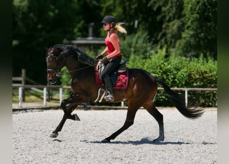 Andalusiër, Ruin, 7 Jaar, Donkerbruin