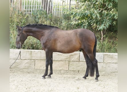 Andalusiër, Ruin, 8 Jaar, 160 cm, Donkerbruin