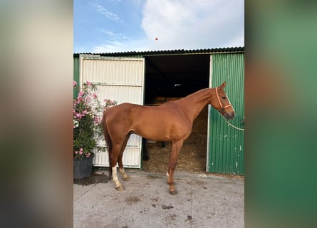 Andalusiër, Ruin, 8 Jaar, 160 cm, Vos