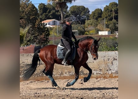 Andalusiër, Ruin, 9 Jaar, 160 cm, Donkerbruin