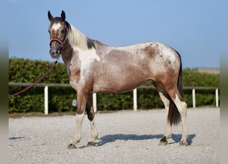 Andalusier, Sto, 13 år, 148 cm, Fux med ål