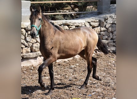 Andalusier, Sto, 3 år, 160 cm, Black
