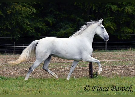 Andalusier, Sto, 5 år, 155 cm, Grå