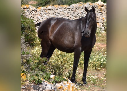 Andalusier, Sto, 5 år, 158 cm, Svart