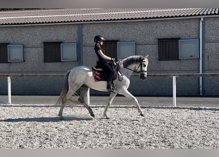 Andalusier, Sto, 6 år, 153 cm, Grå