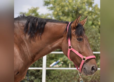 Andalusier, Stute, 9 Jahre, 160 cm, Brauner