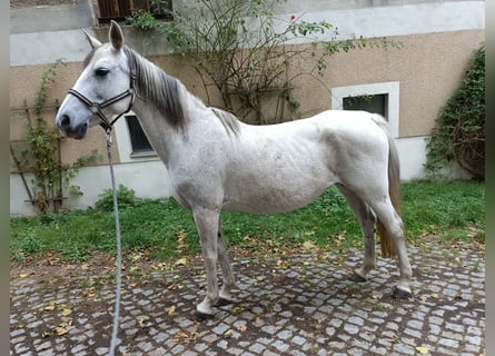 Andalusier, Stute, 10 Jahre, 148 cm, Schimmel