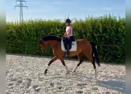 Andalusier, Stute, 11 Jahre, 160 cm, Brauner