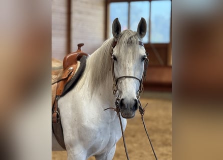 Andalusier, Stute, 11 Jahre, 163 cm, Schimmel