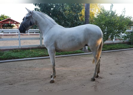 Andalusier, Stute, 12 Jahre, 152 cm, Schimmel