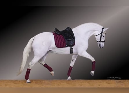 Andalusier, Stute, 12 Jahre, 152 cm, White