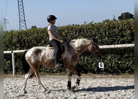 Andalusier, Stute, 13 Jahre, 148 cm, Red Dun