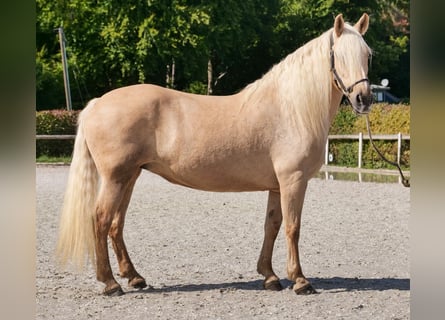 Andalusier, Stute, 13 Jahre, 155 cm, Palomino