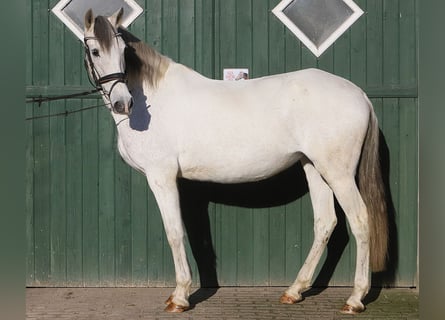 Andalusier, Stute, 13 Jahre, 160 cm, Schimmel