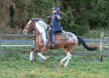 Andalusier, Stute, 14 Jahre, 142 cm, Red Dun