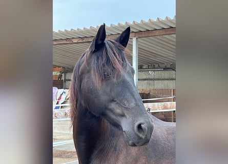 Andalusier, Stute, 14 Jahre, 156 cm, Rappe