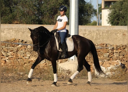 Andalusier, Stute, 15 Jahre, 160 cm, Rappe