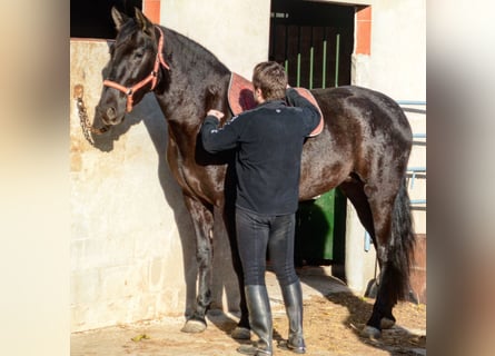 Andalusier, Stute, 18 Jahre, 168 cm, Rappe