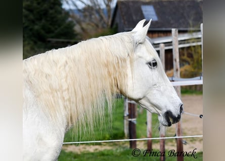 Andalusier, Stute, 19 Jahre, 160 cm, Schimmel