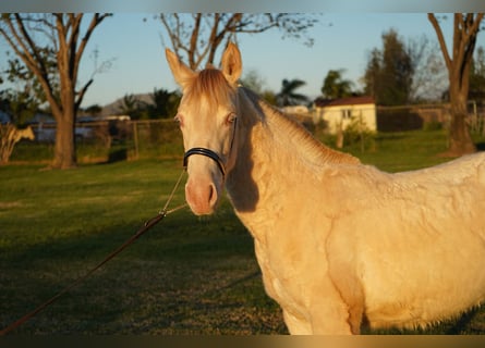 Andalusier, Stute, 1 Jahr, 142 cm, Pearl