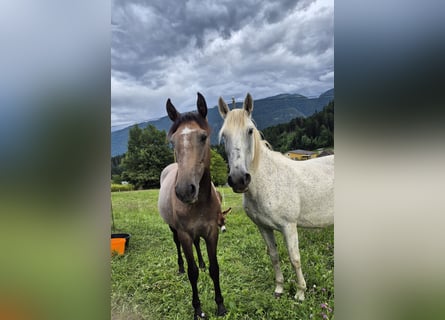 Andalusier, Stute, 1 Jahr, 160 cm