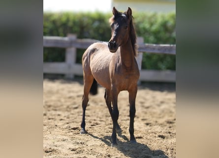 Andalusier, Stute, 1 Jahr, 162 cm, Brauner