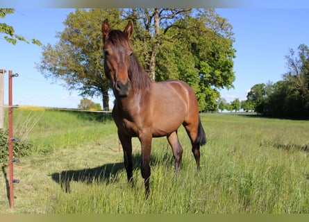 Andalusier, Stute, 1 Jahr, 162 cm, Brauner