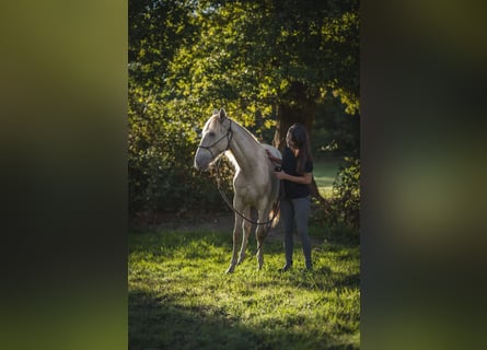 Andalusier, Stute, 1 Jahr, 162 cm, Pearl