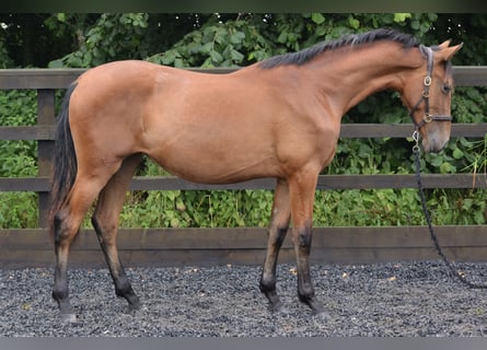 Andalusier, Stute, 1 Jahr, 169 cm, Rotbrauner