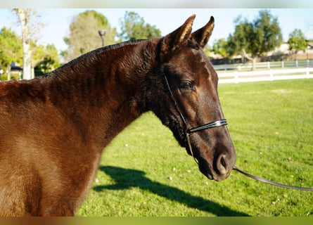 Andalusier, Stute, 2 Jahre, 142 cm, Rotbrauner