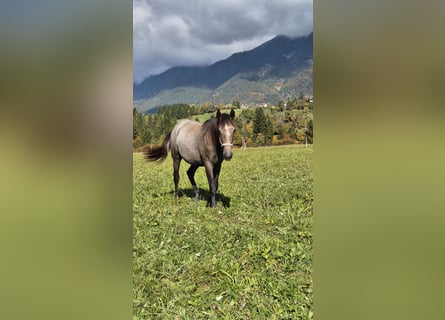 Andalusier, Stute, 2 Jahre, 155 cm, Brauner