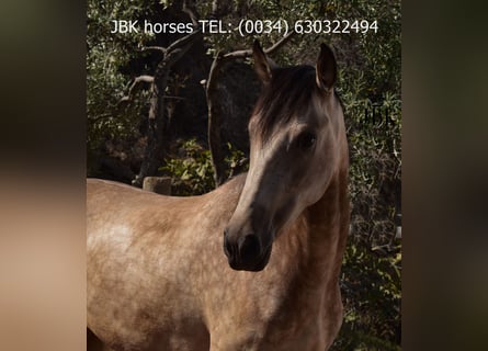 Andalusier Mix, Stute, 2 Jahre, 157 cm, Falbe