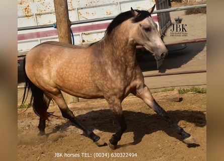 Andalusier, Stute, 2 Jahre, 157 cm, Falbe