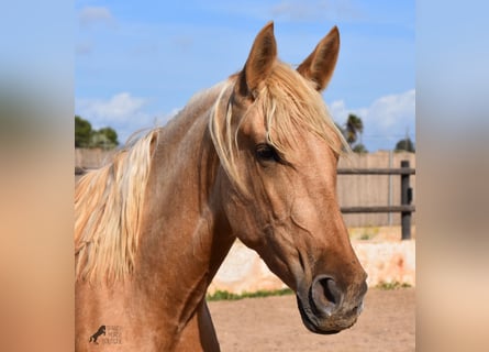 Andalusier, Stute, 2 Jahre, 162 cm, Palomino
