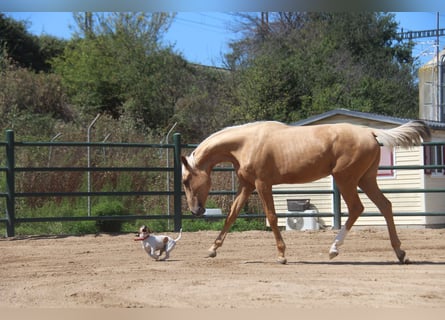 Andalusier, Stute, 2 Jahre, 166 cm, Palomino